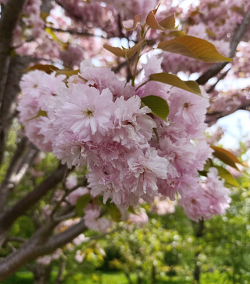 Обложка для места Ботанический сад БФУ имени И.Канта