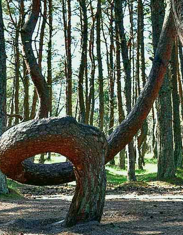 «Танцующий лес»