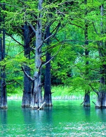 Кипарисовое озеро