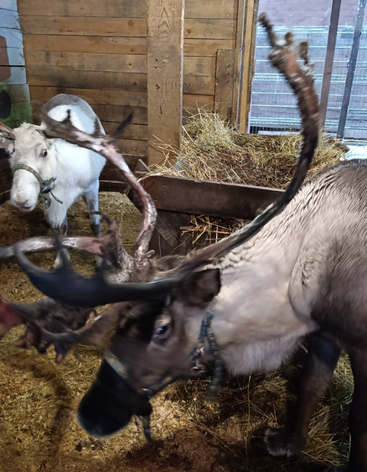 Ферма северных оленей