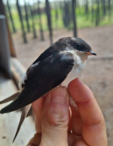Маршрут полевой стационар Фрингила