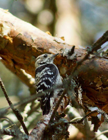 Королевский бор