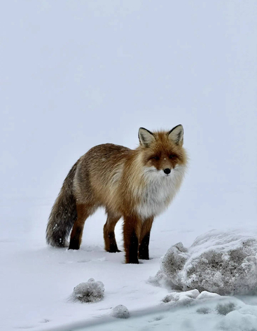 Дорога через тундру