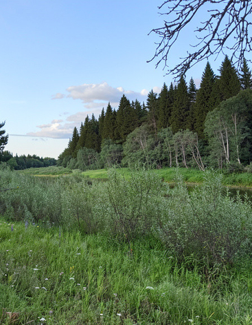 Лес