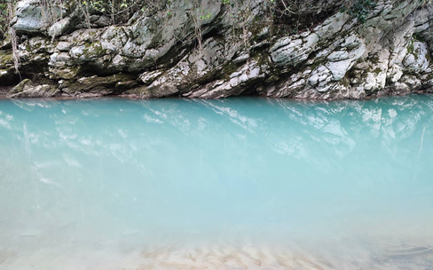 Тисо-самшитовая роща – живой музей древней природы