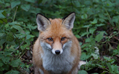 Куршская коса: увлекательный, слегка научный квест для детей и взрослых