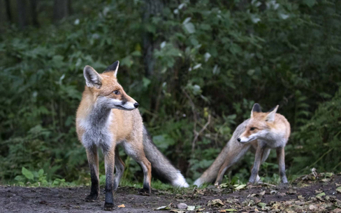 Велопрогулка в национальном парке «Куршская коса»