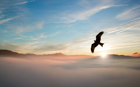 Куршская коса — птичий рай