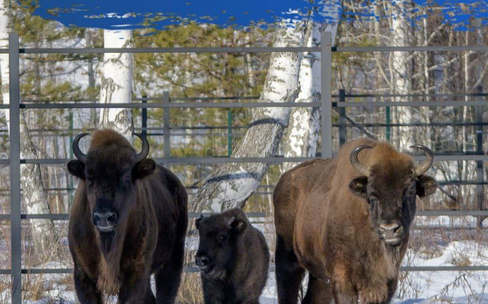 К зубрам в Мурадымово