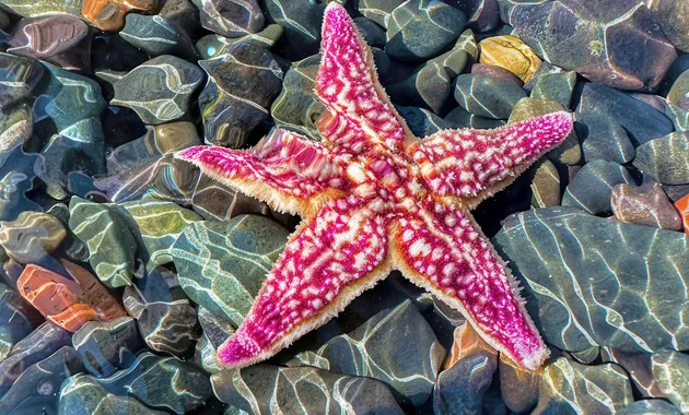 Морская прогулка вокруг острова Русский к морским котикам
