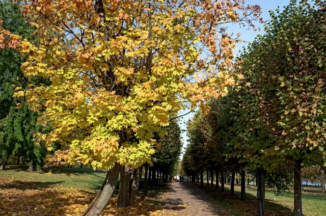Волшебное Царицыно