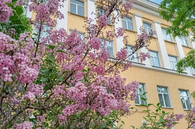 Сиреневая улица Волгограда