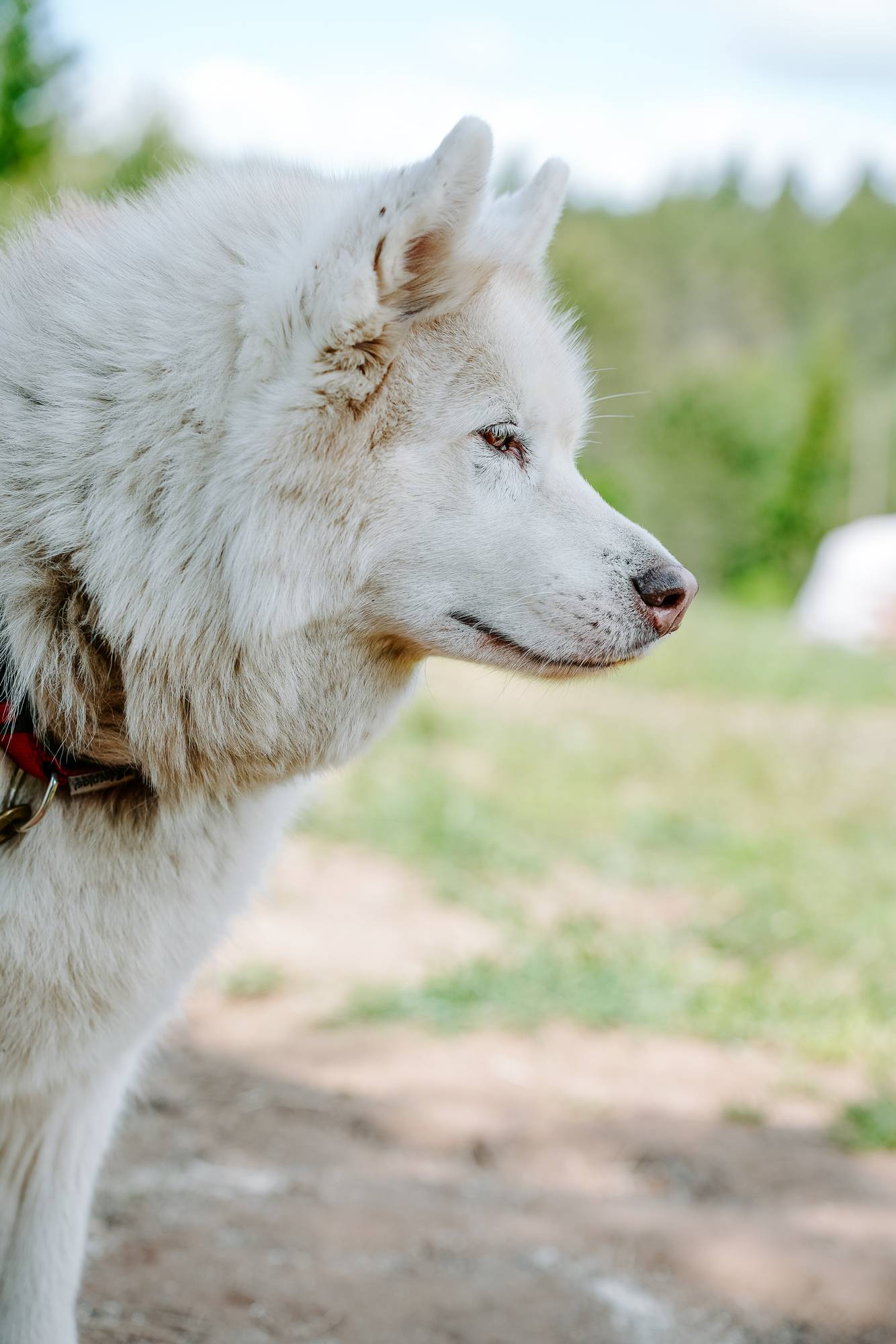 Обложка места Хаски-центр