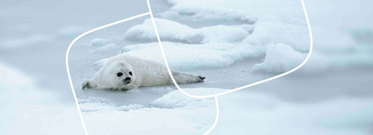 Фильм о регионе Архангельская область