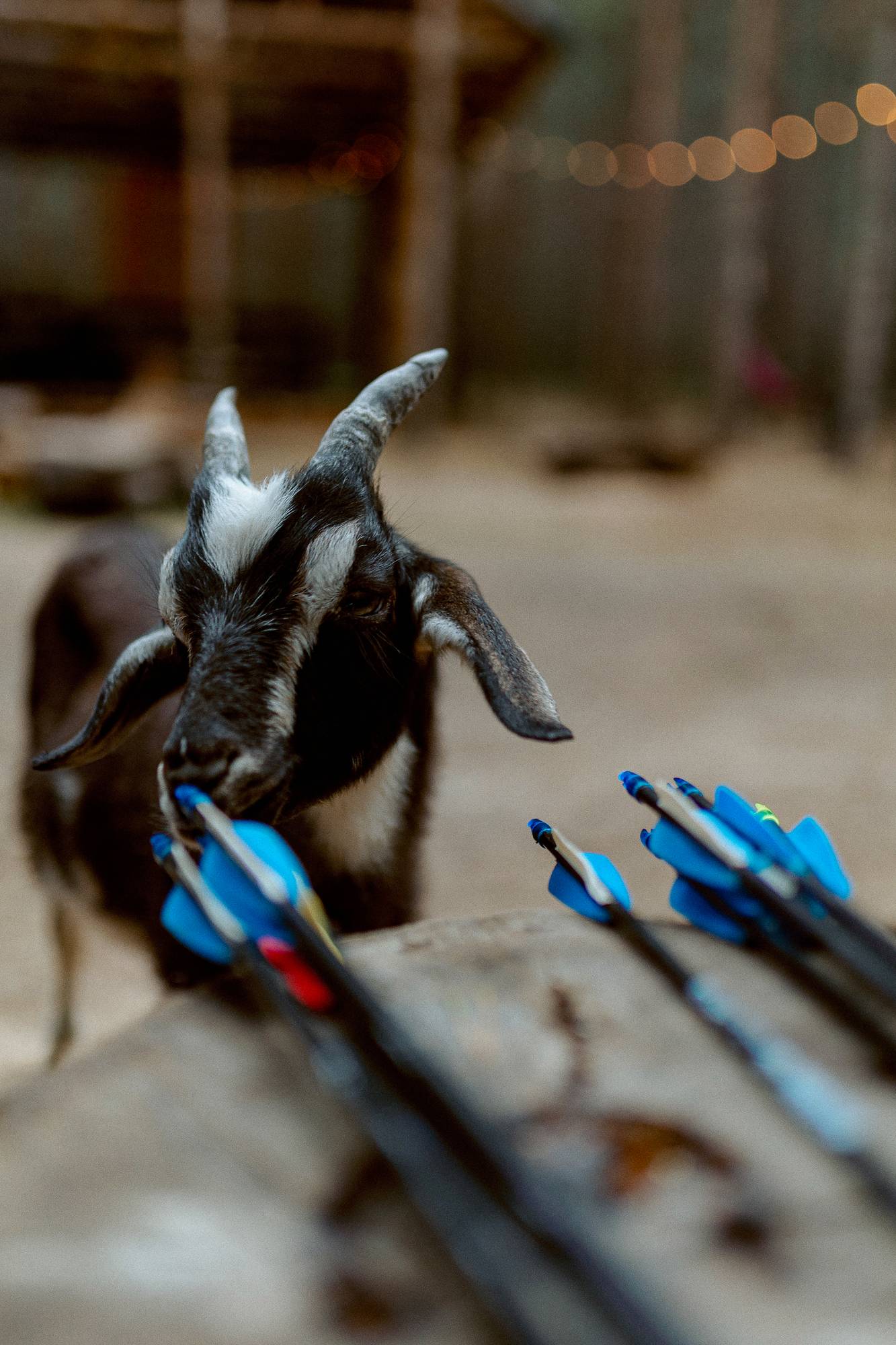 Обложка места Артколхоз