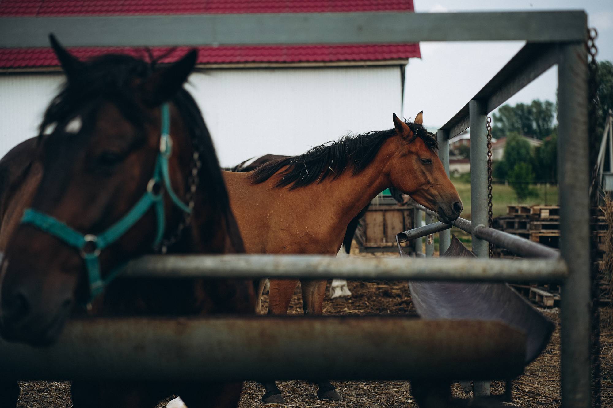 Обложка места Конный клуб «Степное поле»