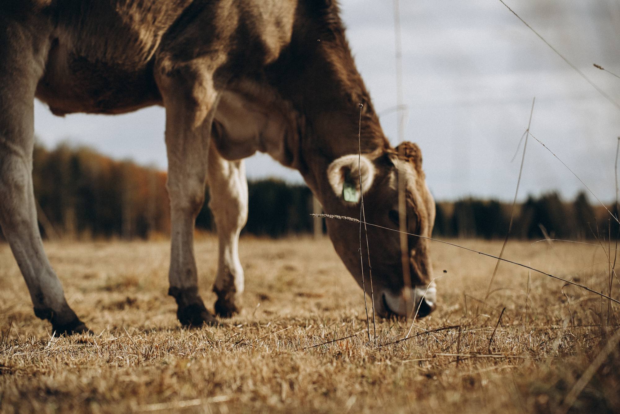 Обложка места Экопарк ЗаАзяково
