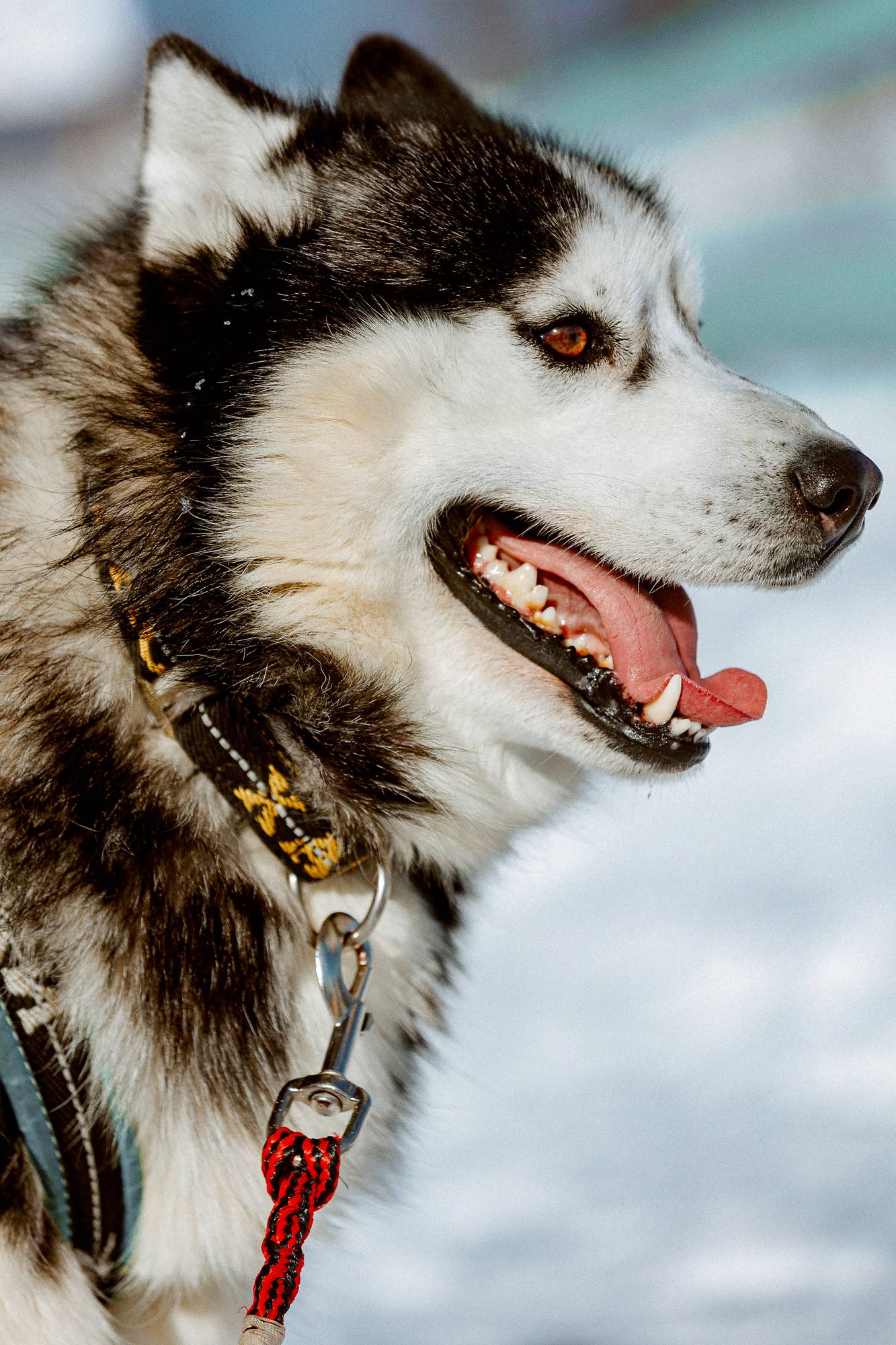 Обложка места Центр активного отдыха «Большуха»