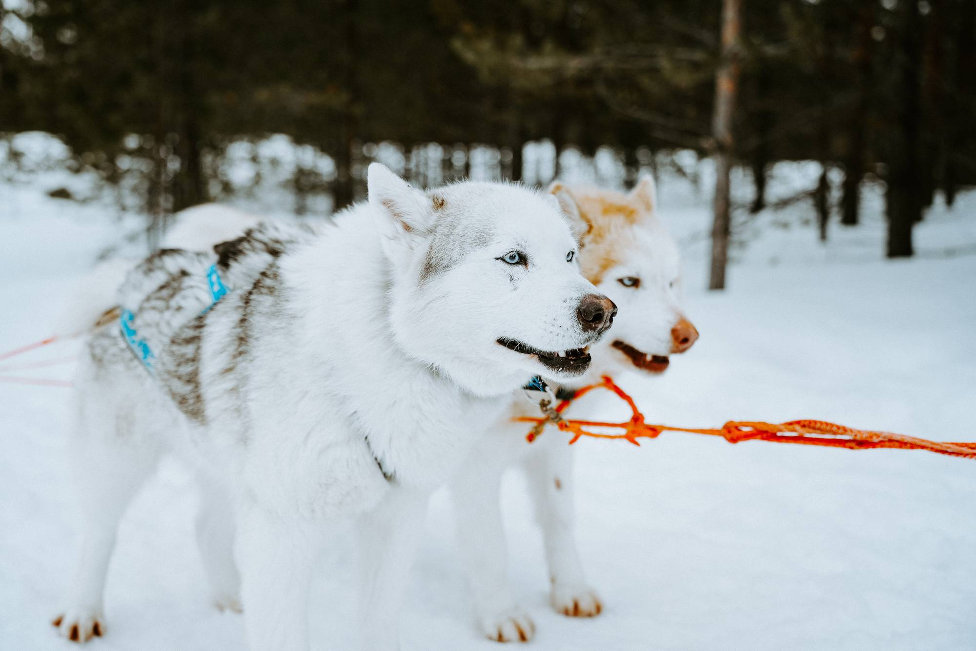 Обложка места Хаски-Центр «Югра»