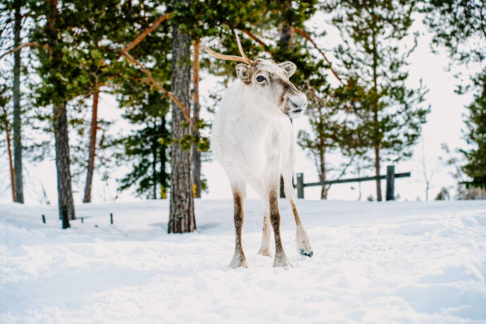 Обложка места Стойбище Сопочиных