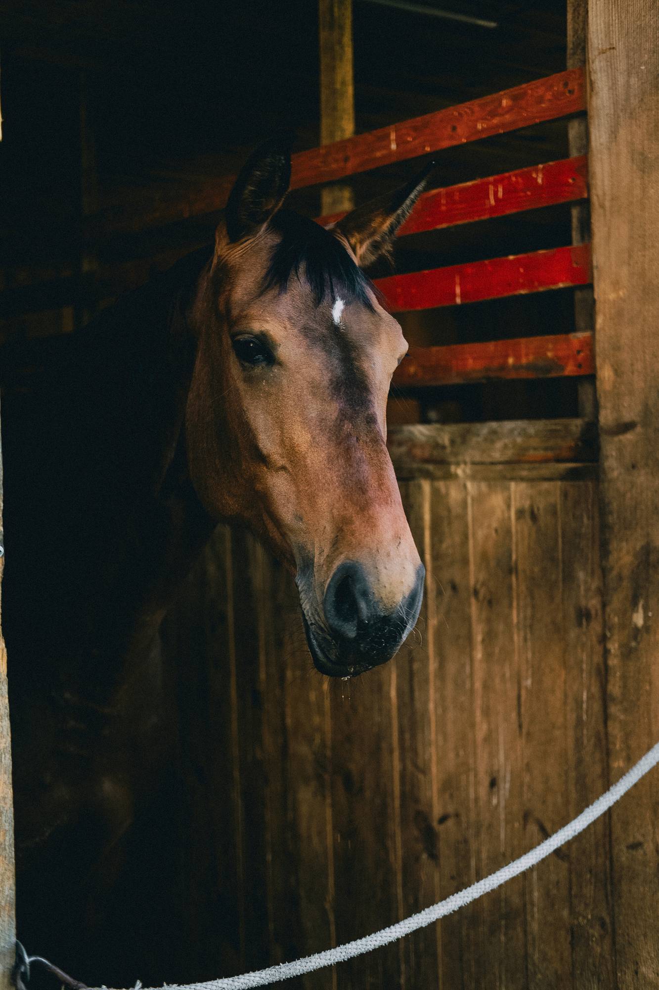 Обложка места Конный клуб «Первая лошадь»