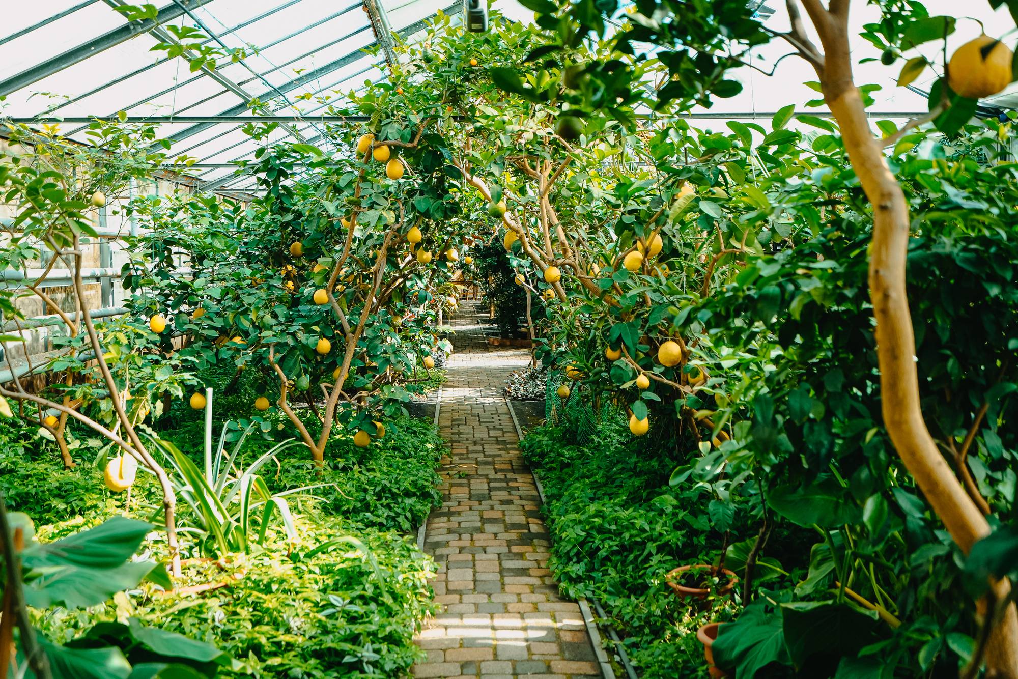 Обложка места Саратовский лимонарий