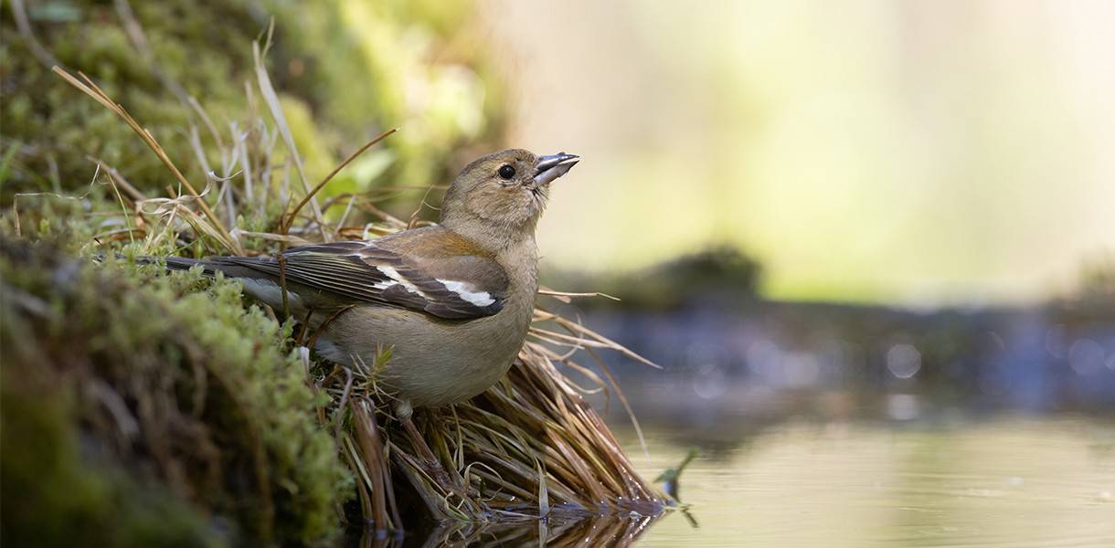 Обложка места Орнитологическая станция «Фрингилла»