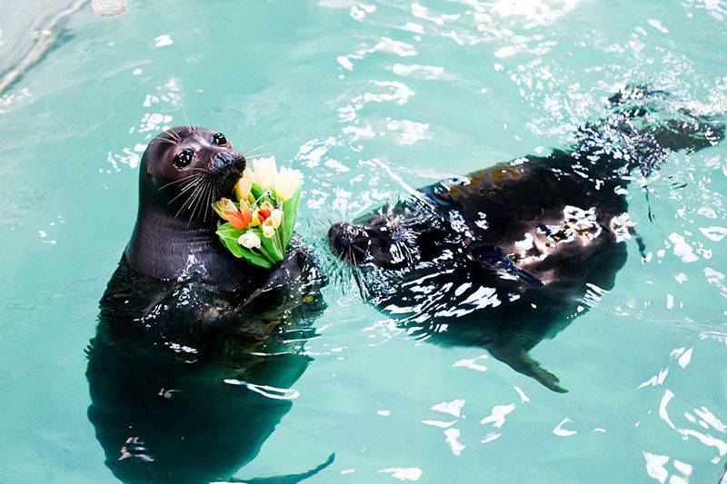 Обложка места Нерпинарий