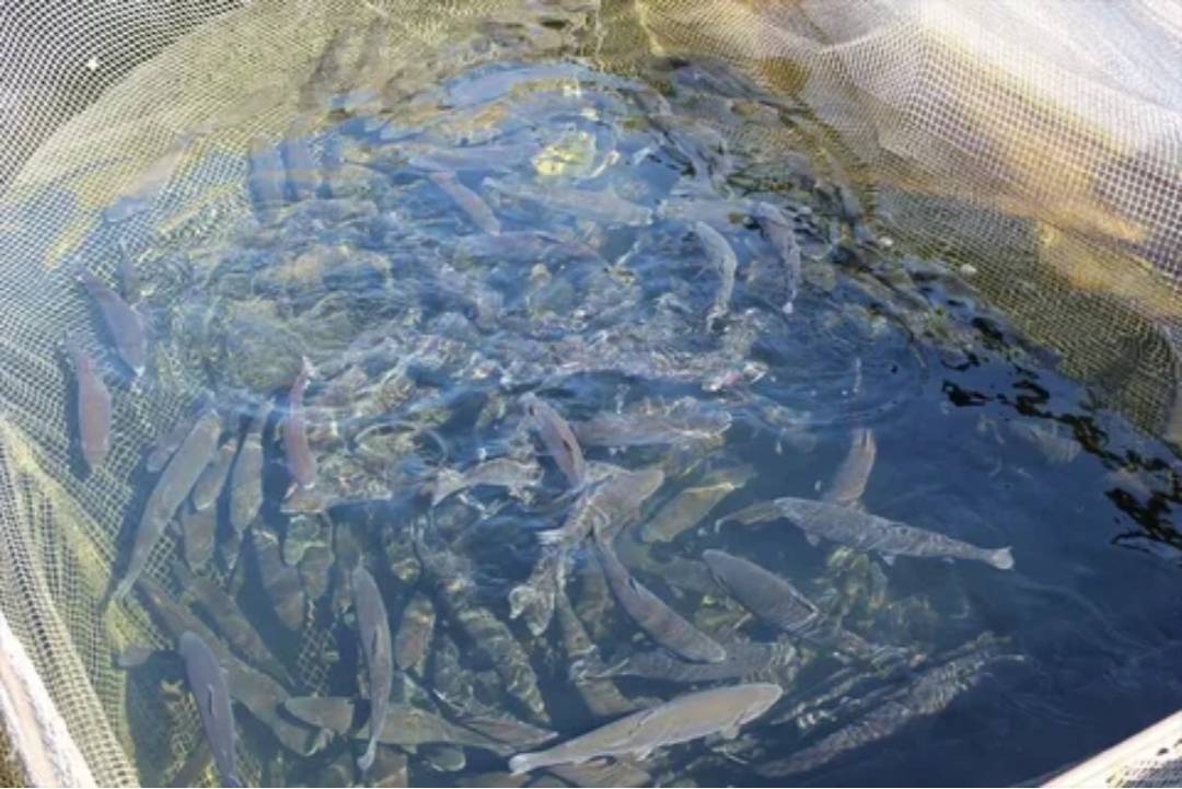 Обложка места Майнская ГЭС и форелевое хозяйство