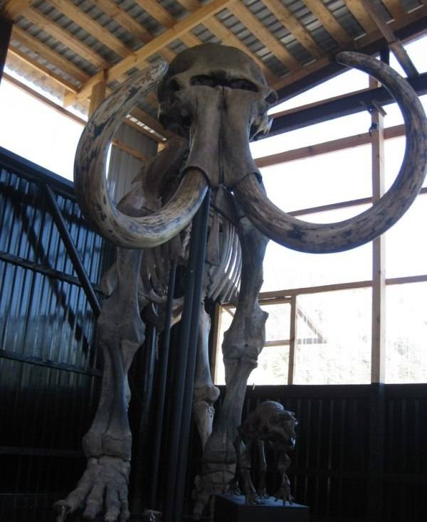 Обложка места Музей естественной истории «Палеопарк»