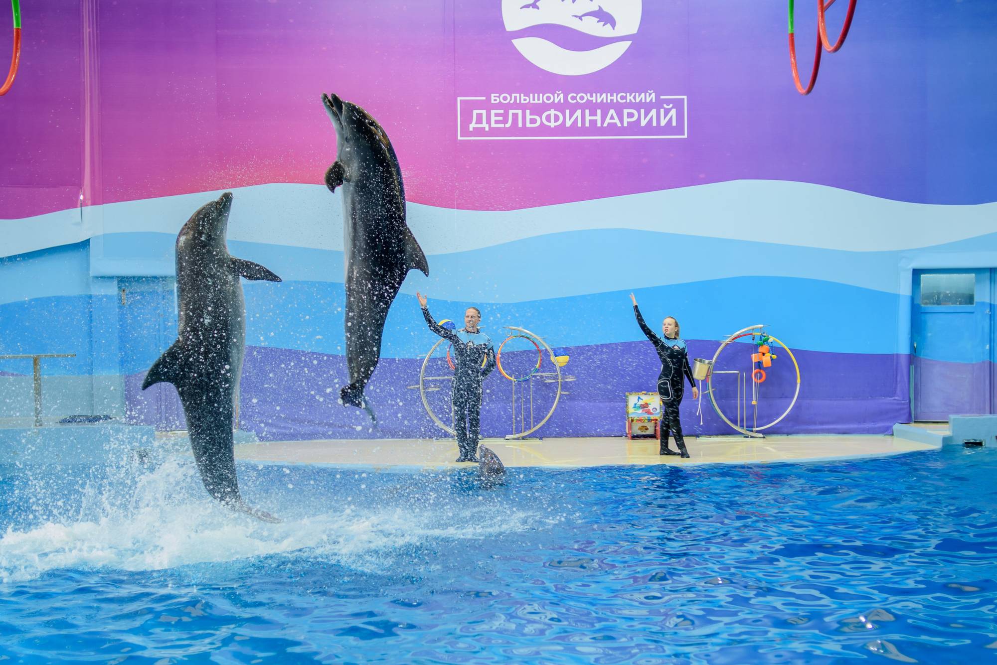 Обложка места Большой Сочинский Дельфинарий