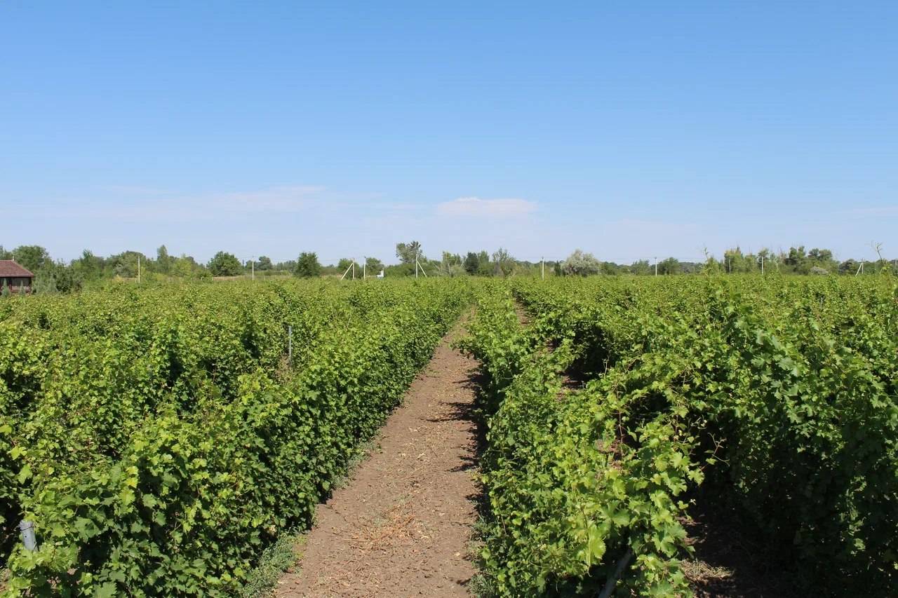 Обложка места «Вилла София»