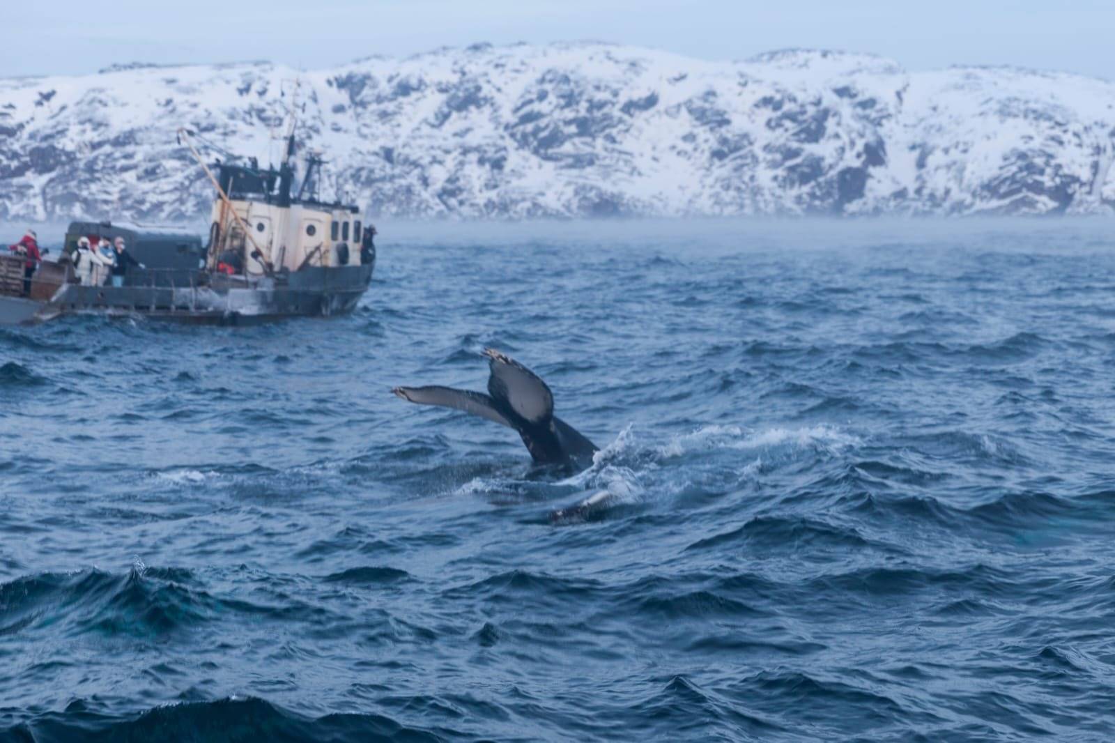 Поиск китов из Териберки