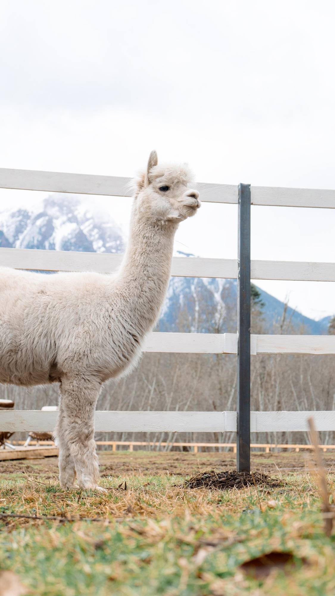 Архыз многогранный