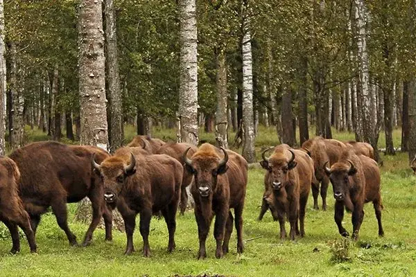 Обложка места Заповедник «Калужские засеки»