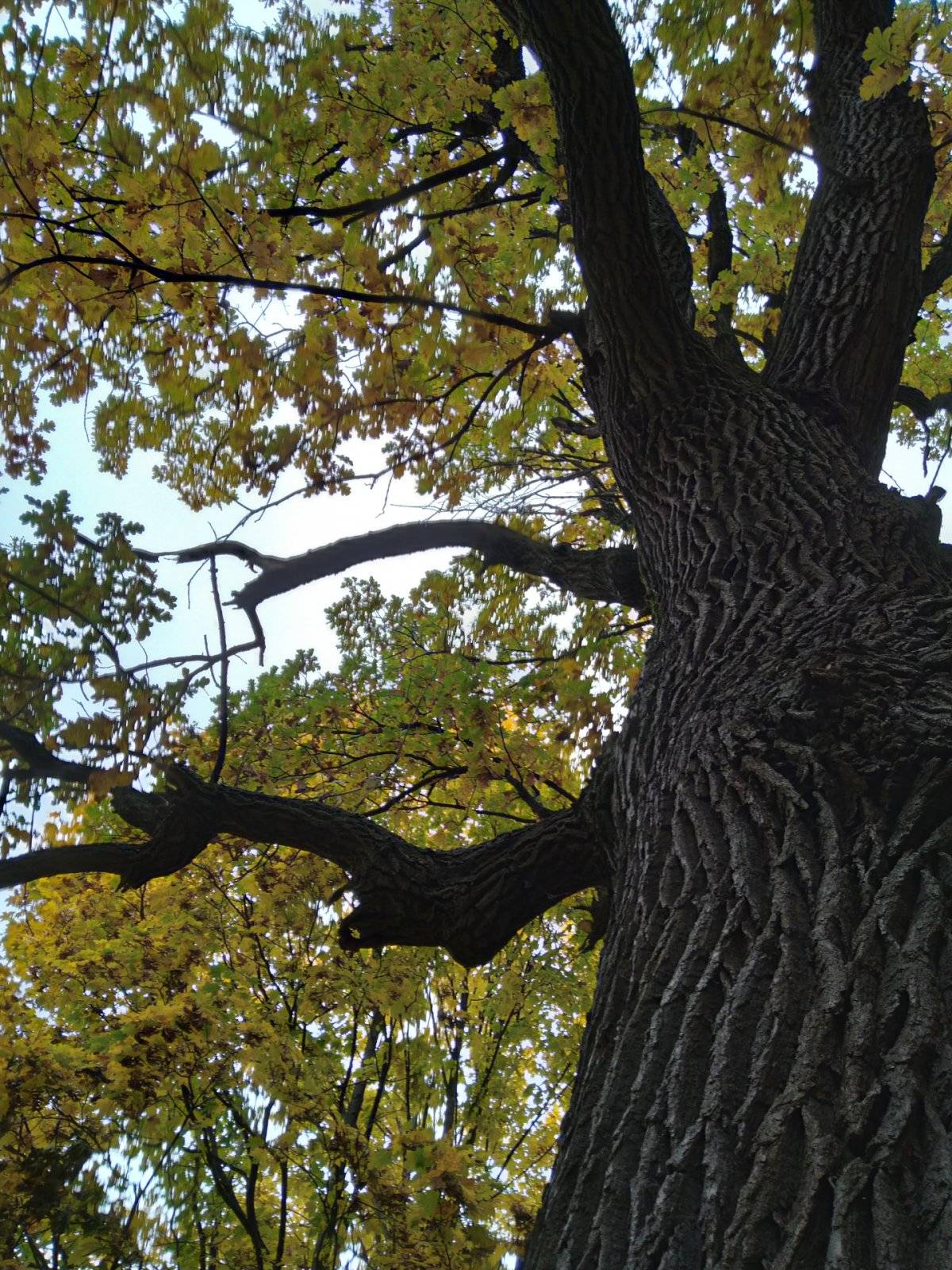 Святитель Лука Крымский в Переславле-Залесском