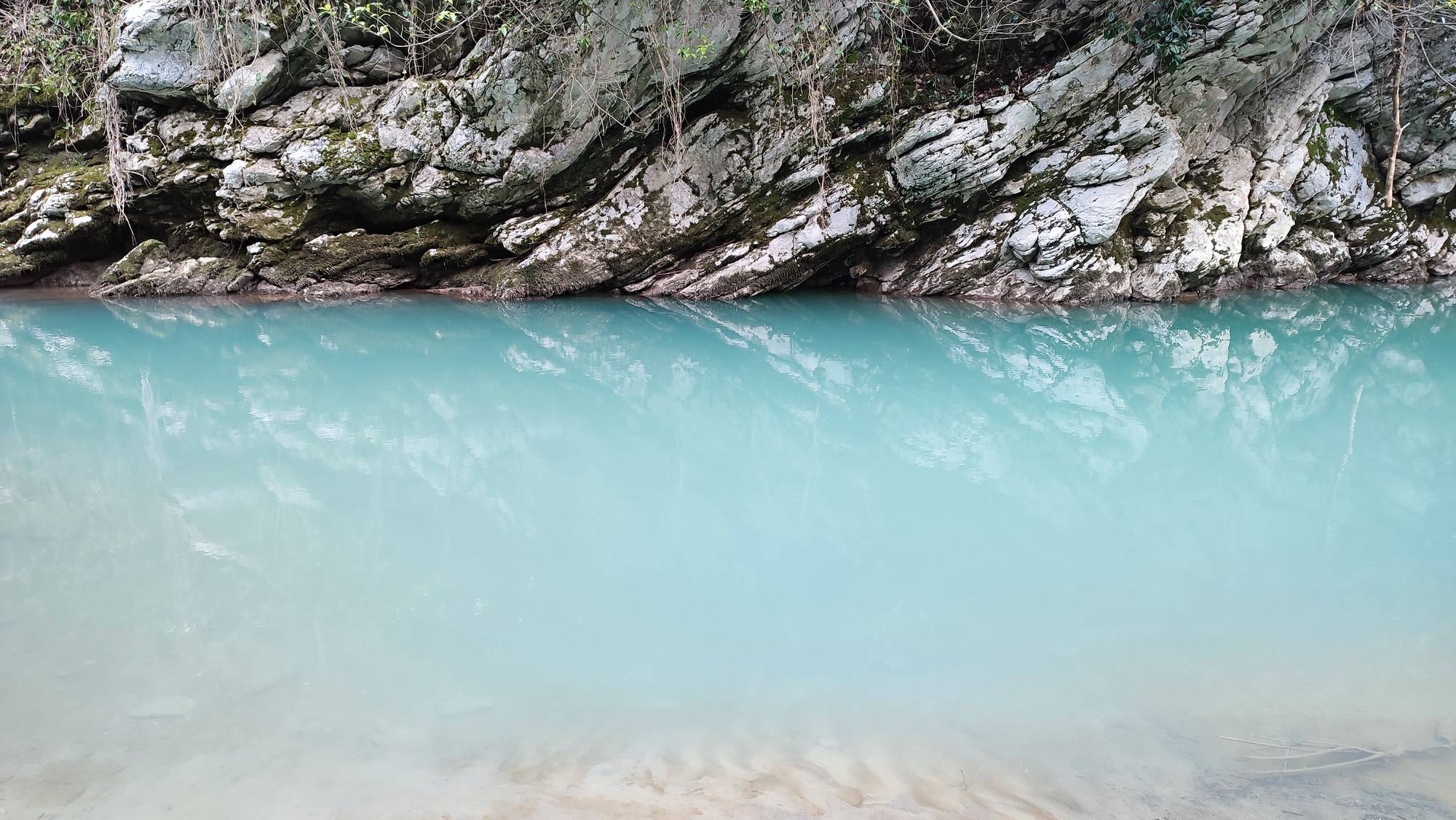Тисо-самшитовая роща – живой музей древней природы