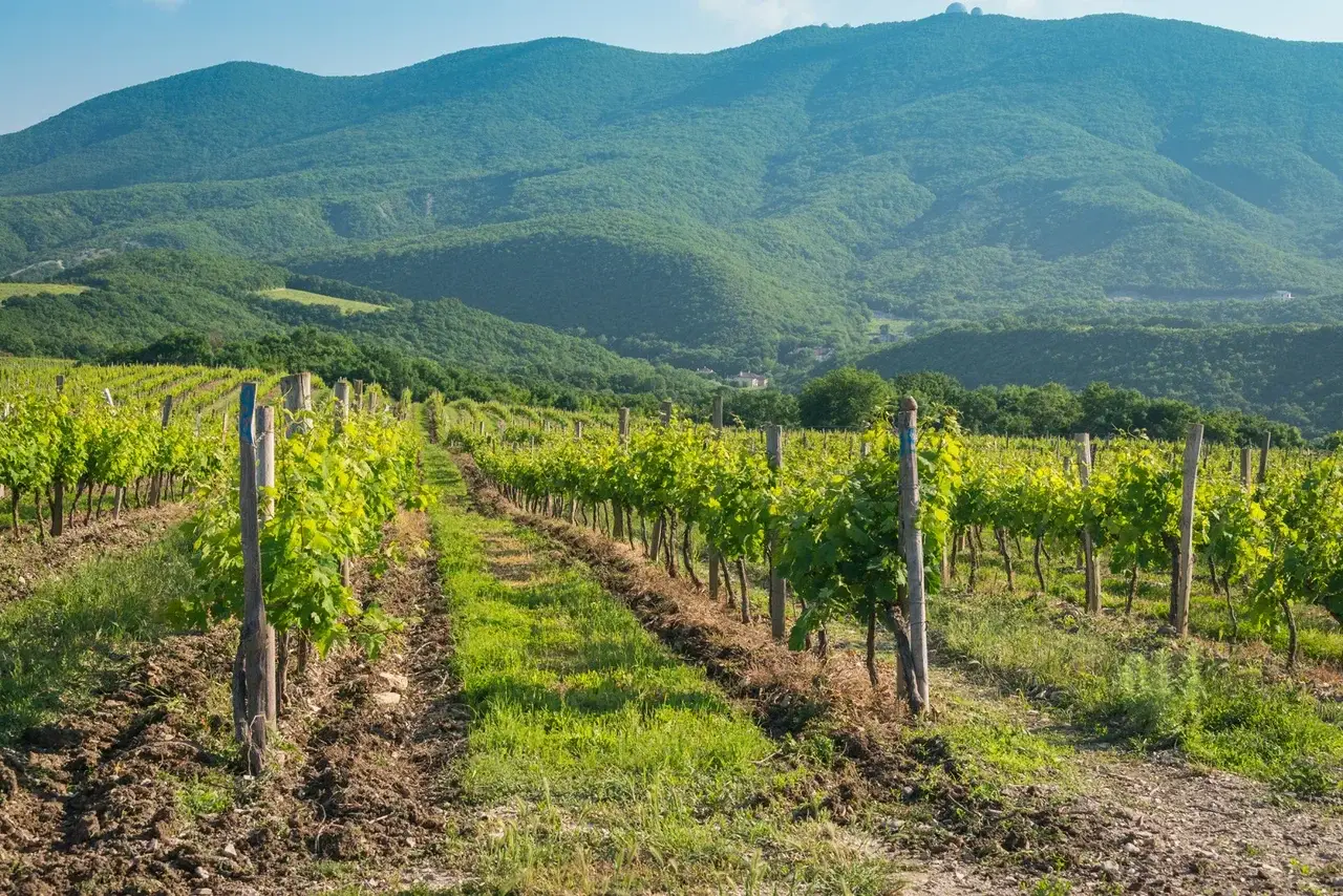 Обложка места Винодельня Мысхако