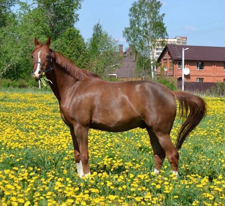 Обложка места Тосненский конно-спортивный клуб «Status»