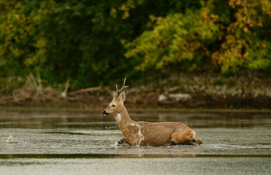 Обложка места Норский заповедник