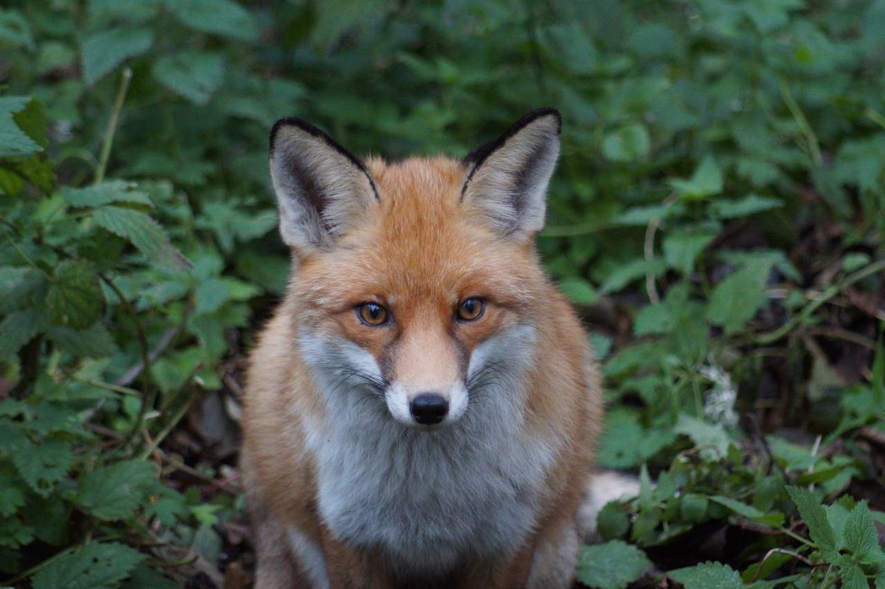 Куршская коса: увлекательный, слегка научный квест для детей и взрослых