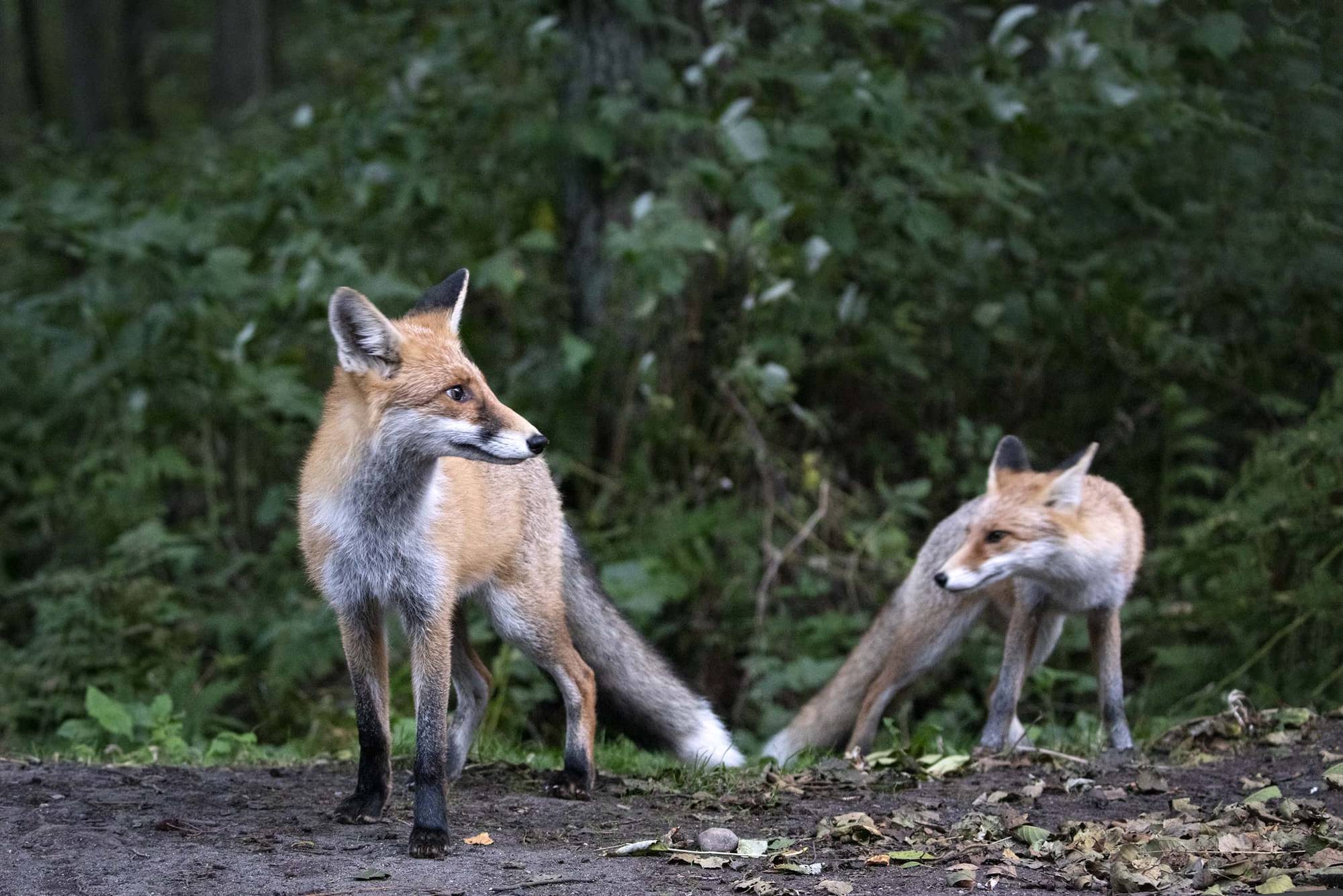 Велопрогулка в национальном парке «Куршская коса»