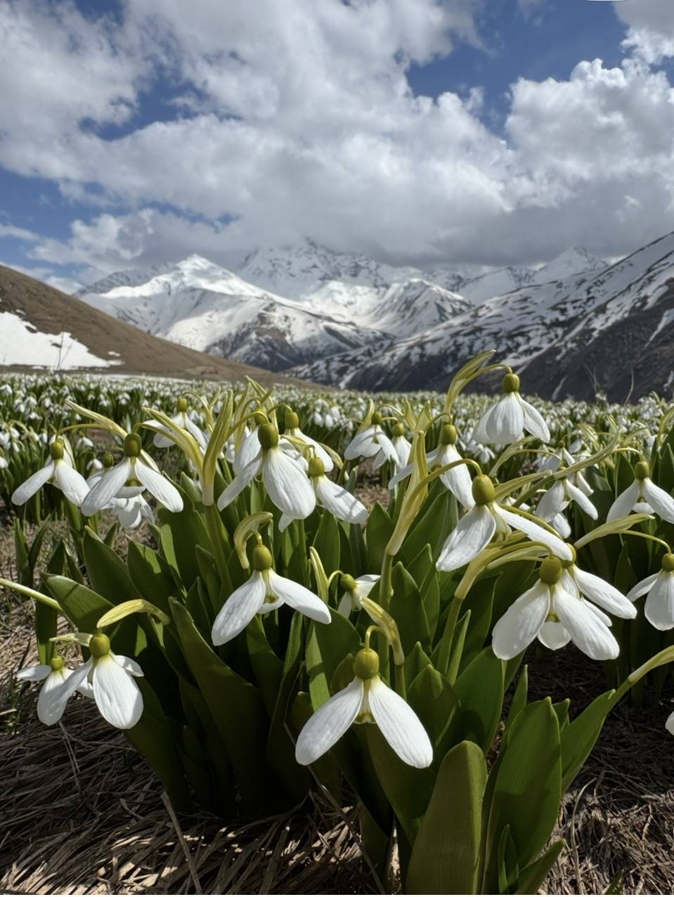 Майские подснежники