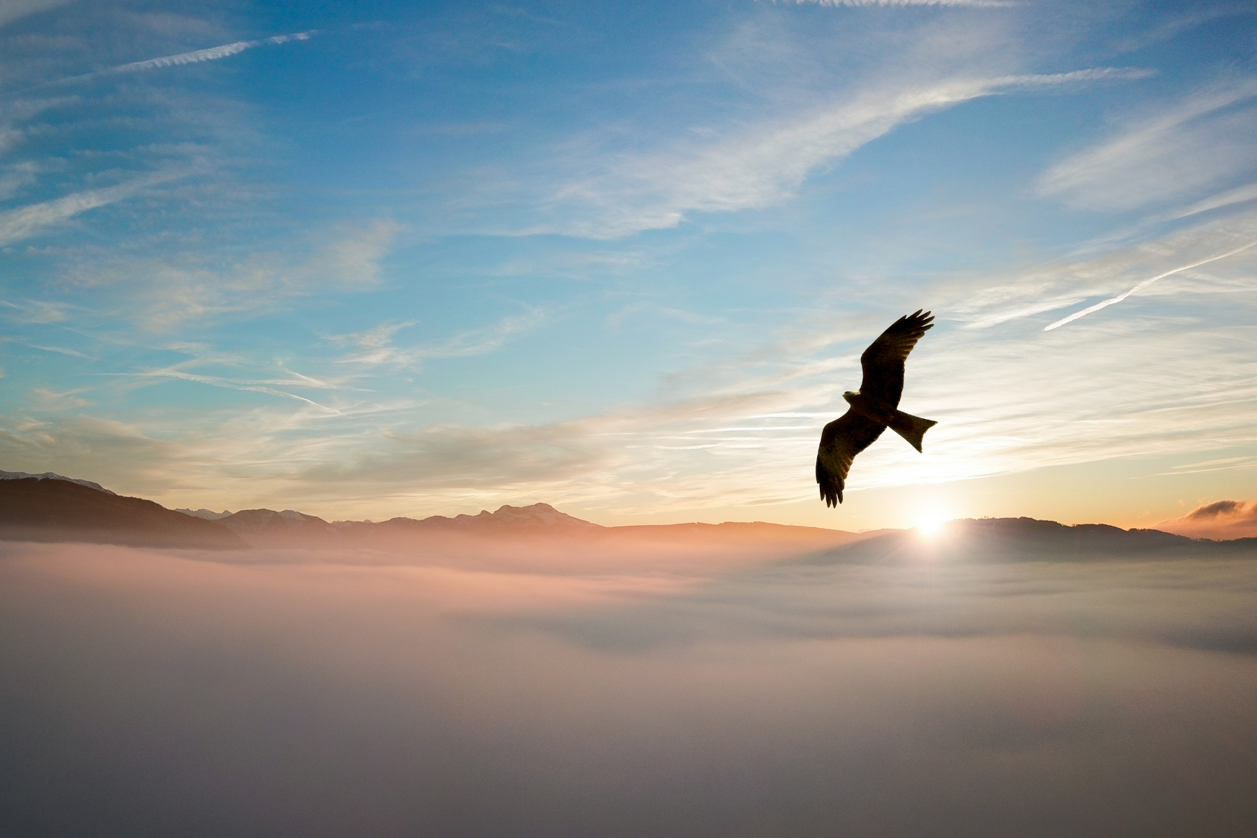 Куршская коса — птичий рай