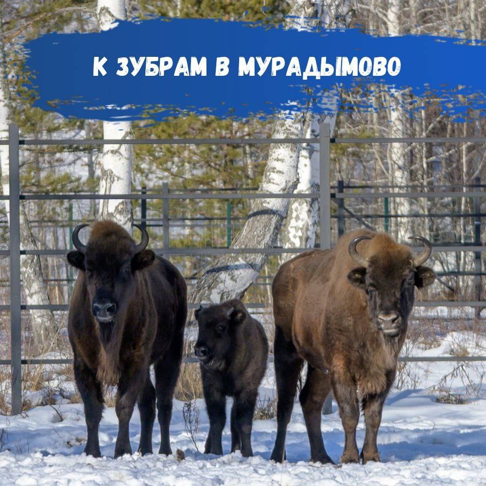 К зубрам в Мурадымово