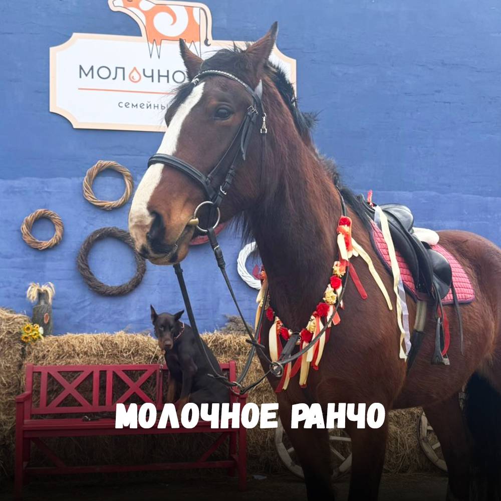 Молочное ранчо с мастер-классом и дегустацией сыров