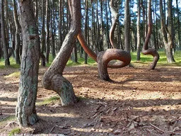 Танцующий лес