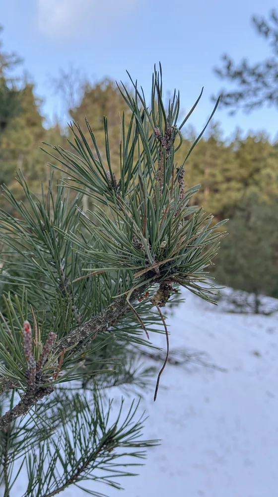 День наедине с природой. Куршская коса