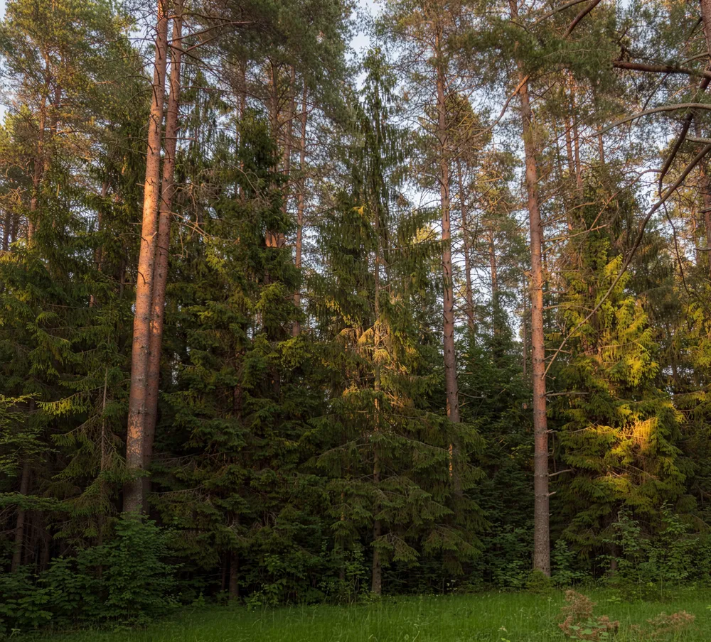 Лес