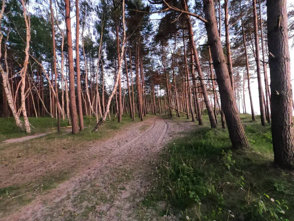 Высокие хвойные деревья в национальном парке Куршская коса